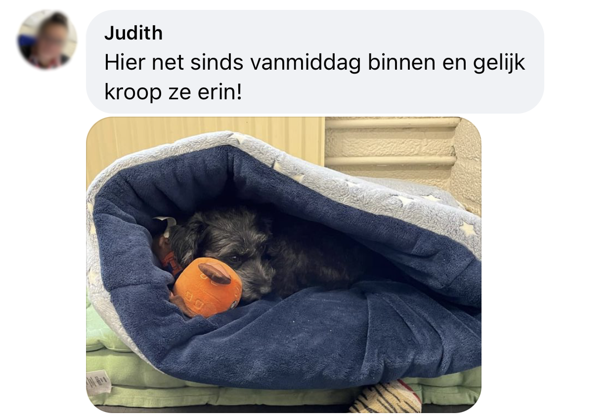 Teckel ligt in hondenslaapzak slaapzak hond teckeltje