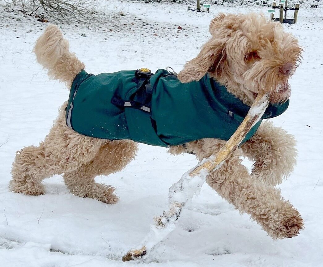 Warme waterdichte Labradoodle jas regenjas winterjas