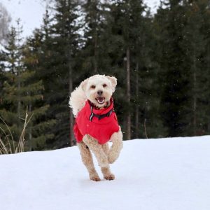 Winterjas hond hondenjas warme jas voor sneeuw wintersport wintervakantie