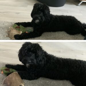 Fallow Antler Damhert Damhertgewei Damhertengewei voor honden kauwbot