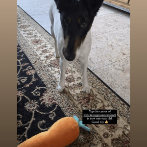 Fuzzyard hondenspeelgoed hond wortel