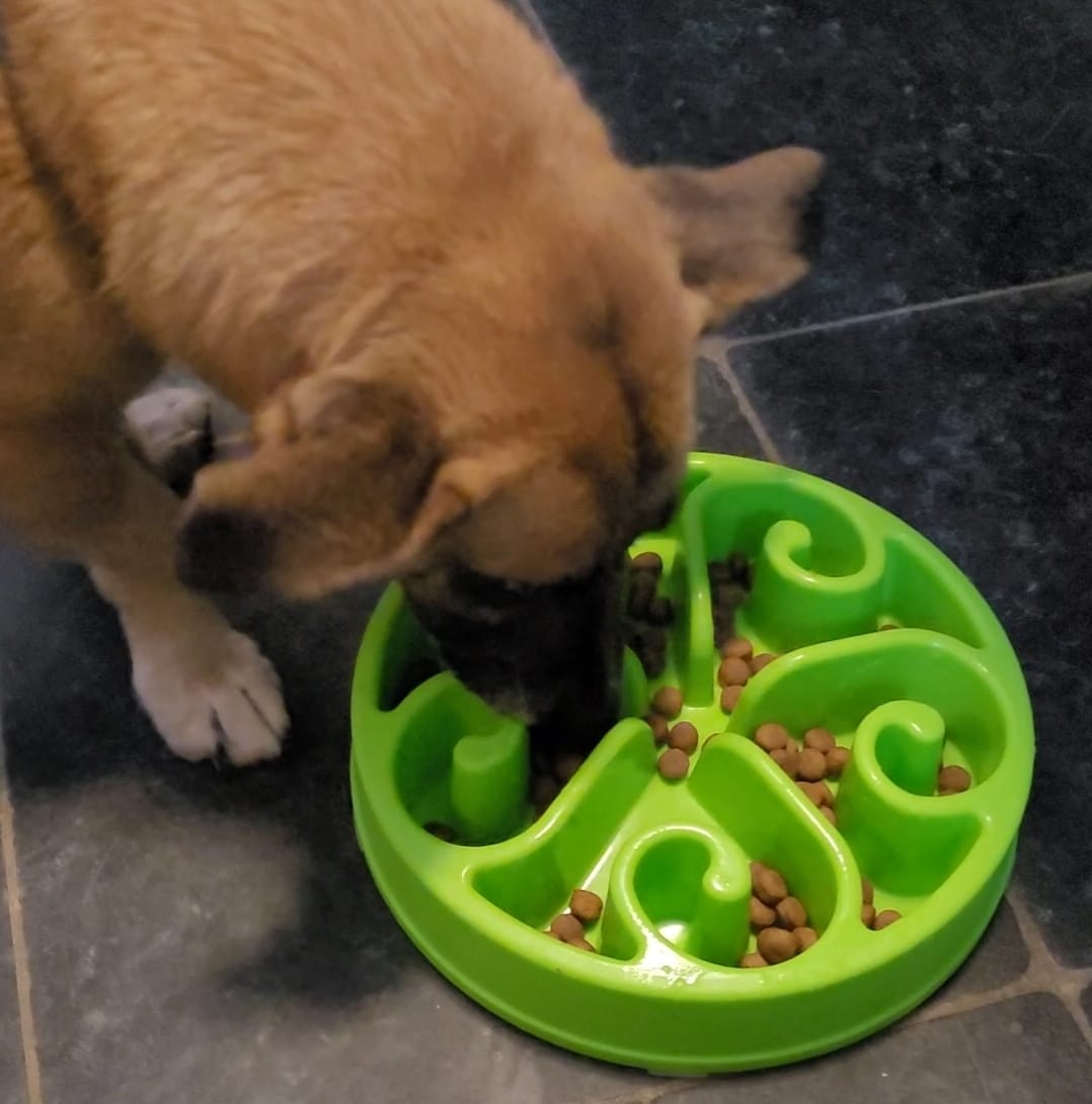 Middag eten Gelijkenis Varen Slowfeeder of Anti-schrokbak voerbak voor de hond (2 maten, 5 kleuren)