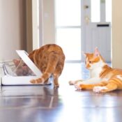 Surefeed Sure feed automatische voerbak kattenbakje op chip microchip kat