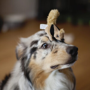 Verstopknuffel verstop knuffel eekhoorn eekhoorntjes en boomstam