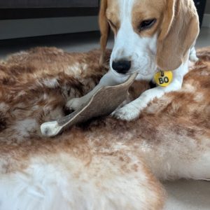 zachter gewei voor hond