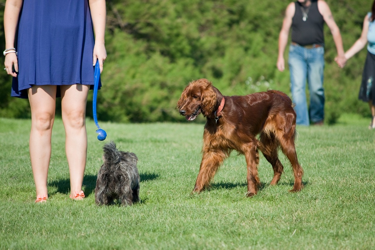 Ballen gooien hond ballenwerper