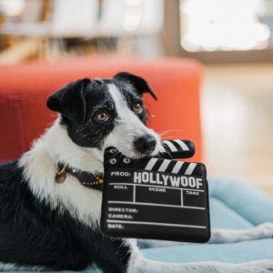 Hollywoof Cinema Collection play P.L.A.Y. hollywood knuffels hond puppy