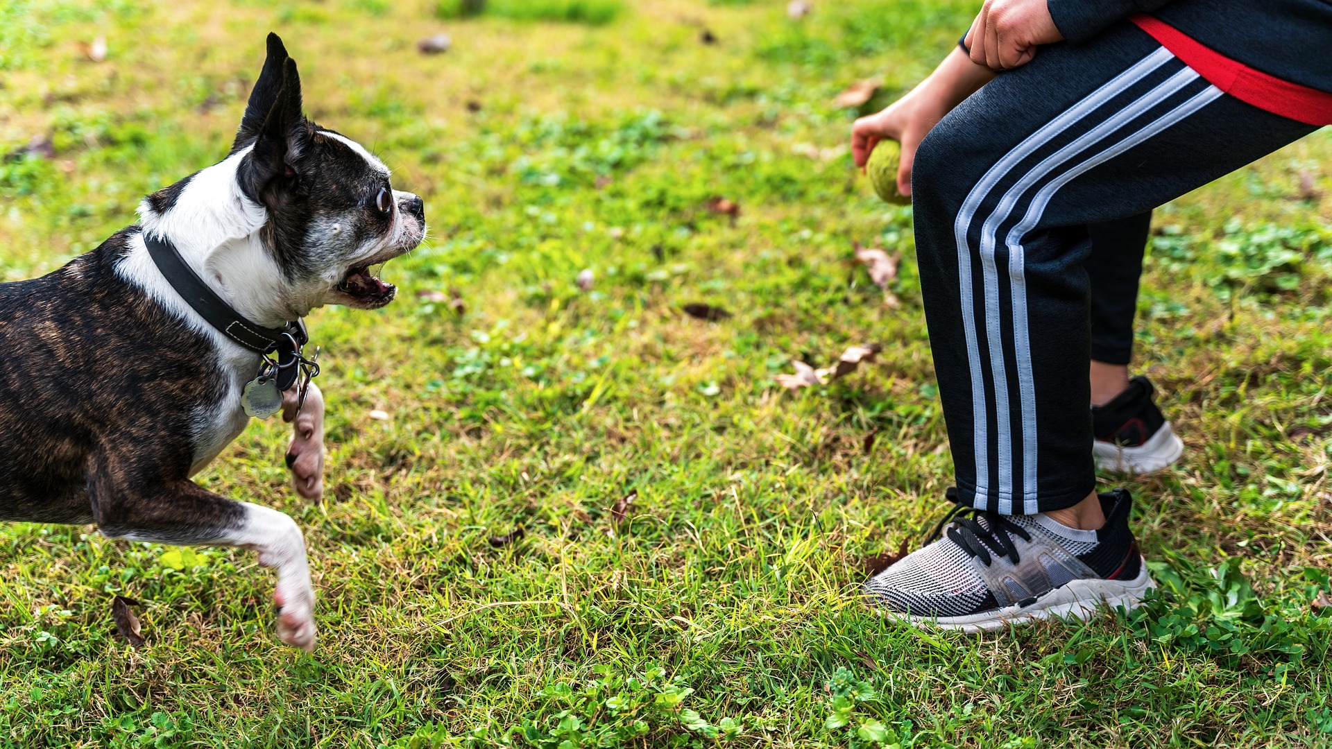 Hond is obsessief bezig met ballen