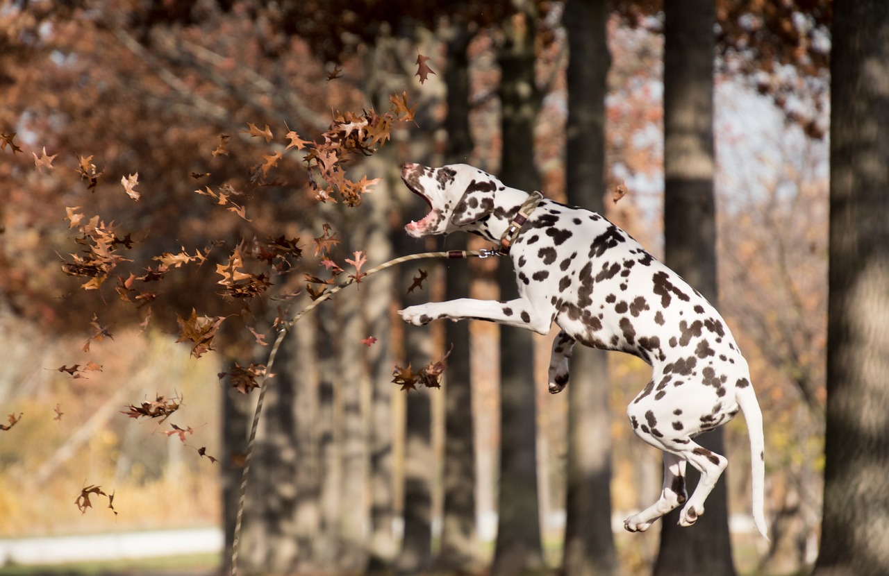 Hond jaagt achter blaadjes aan