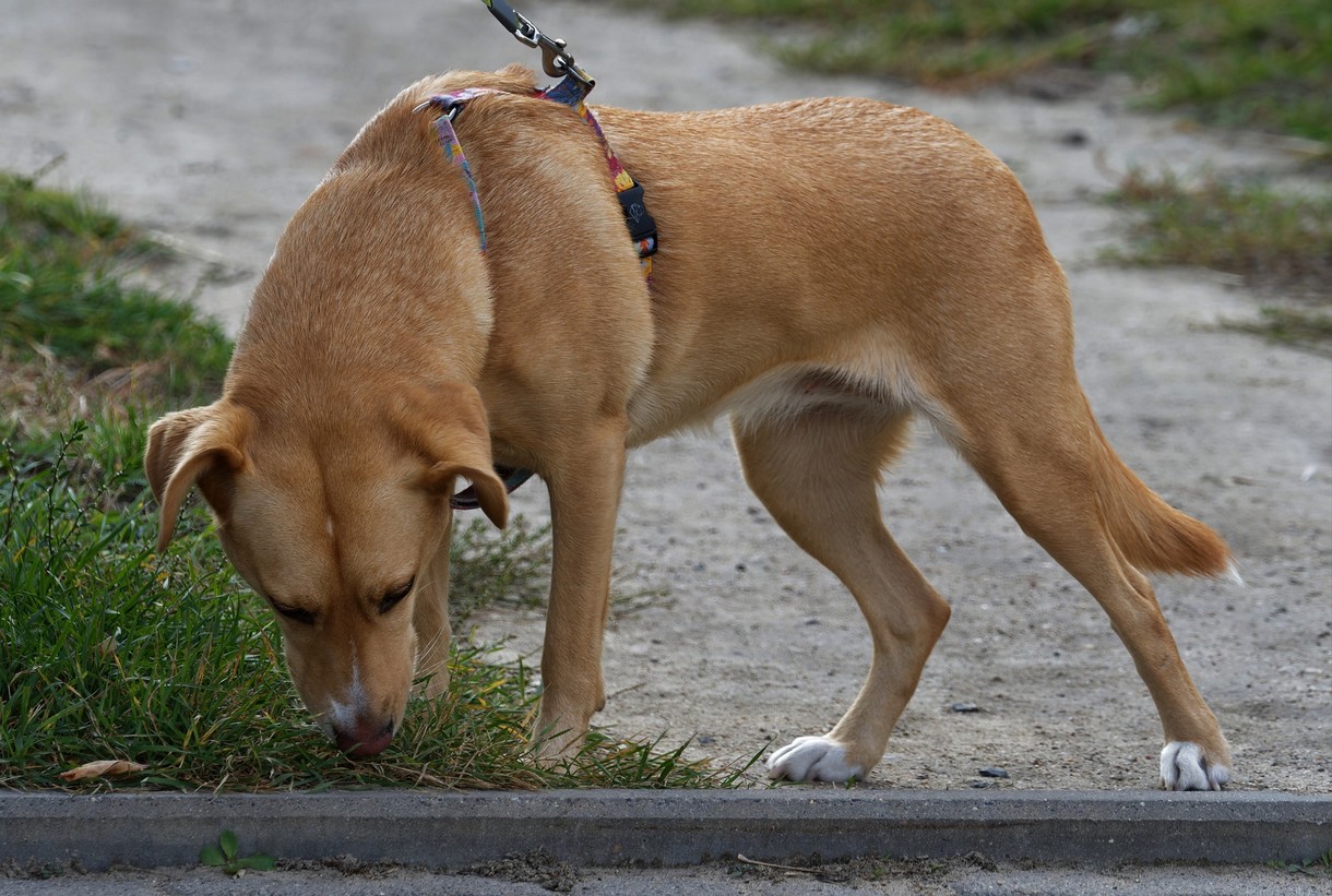 Hond laten zoeken in plaats van ballen gooien