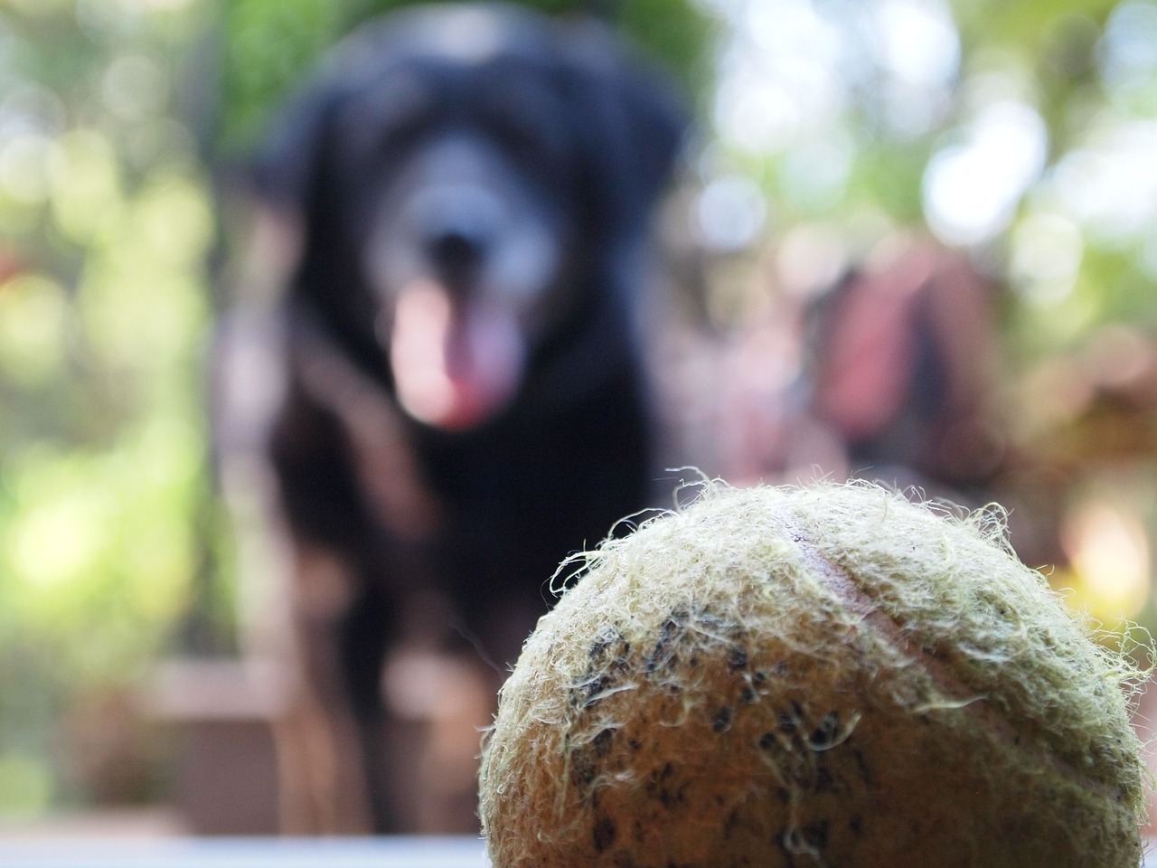 Hond laten zoeken naar tennisbal