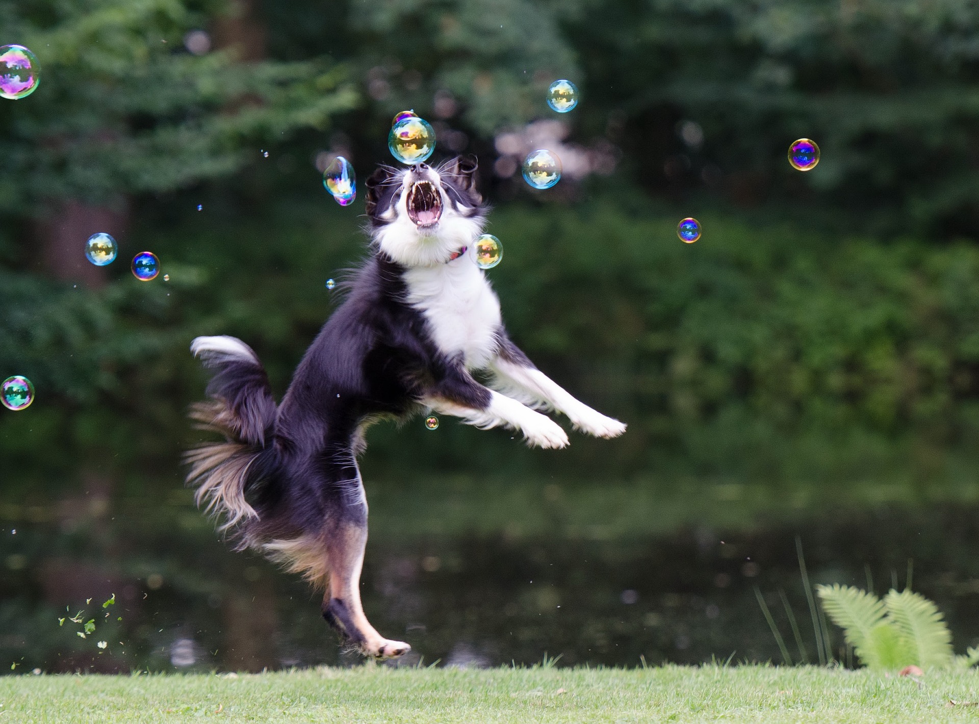 Hond obsessief achter voorwerpen auto fietsers joggers aan