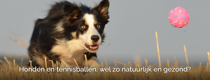 Honden en ballen gooien tennisballen slecht voor gewrichten hond