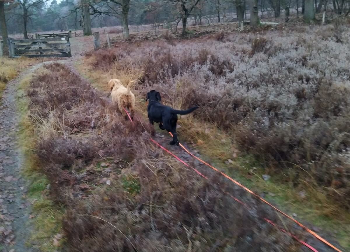 Sleeplijn lange hond lijn