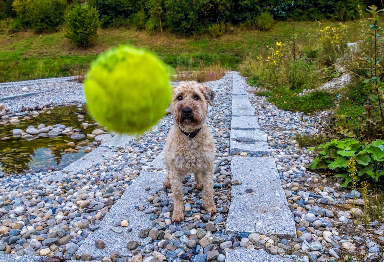 Tennisballen hond slecht