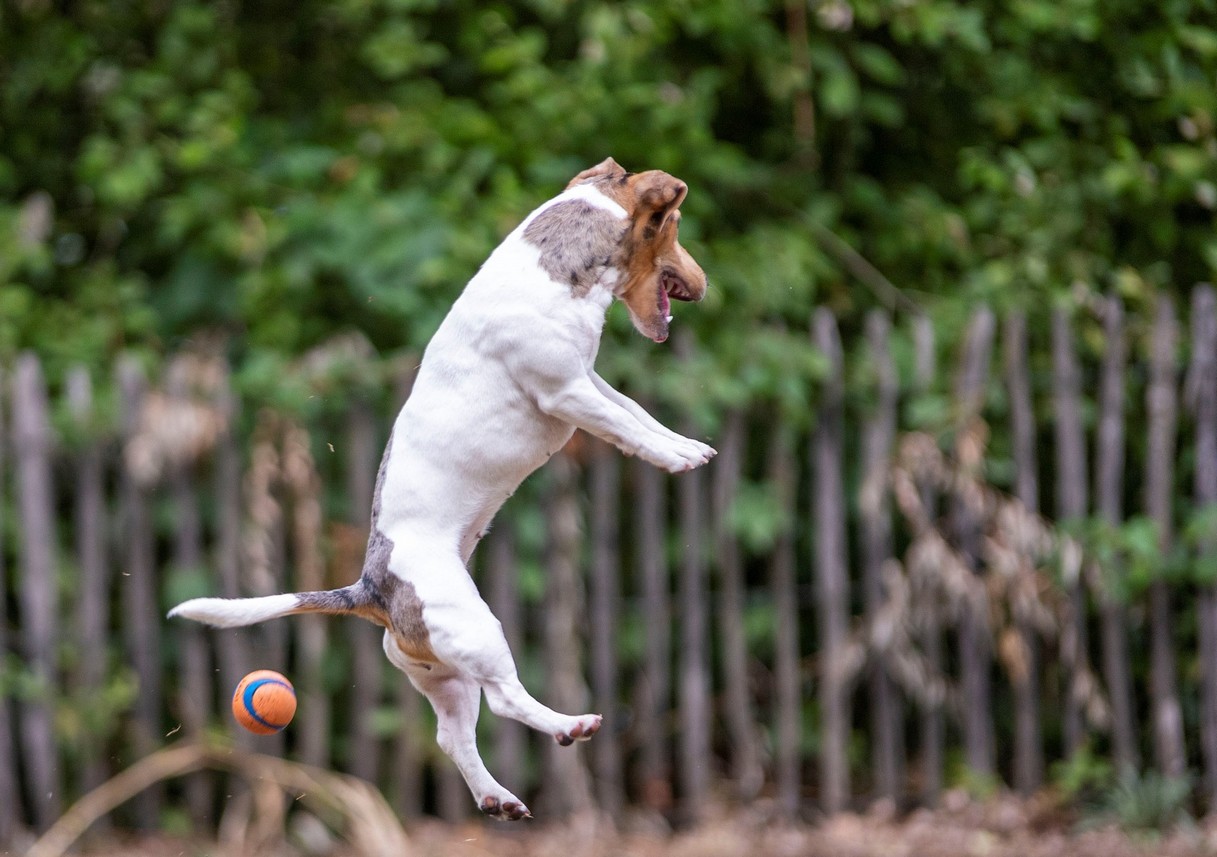 hond geobsedeerd door tennisbal