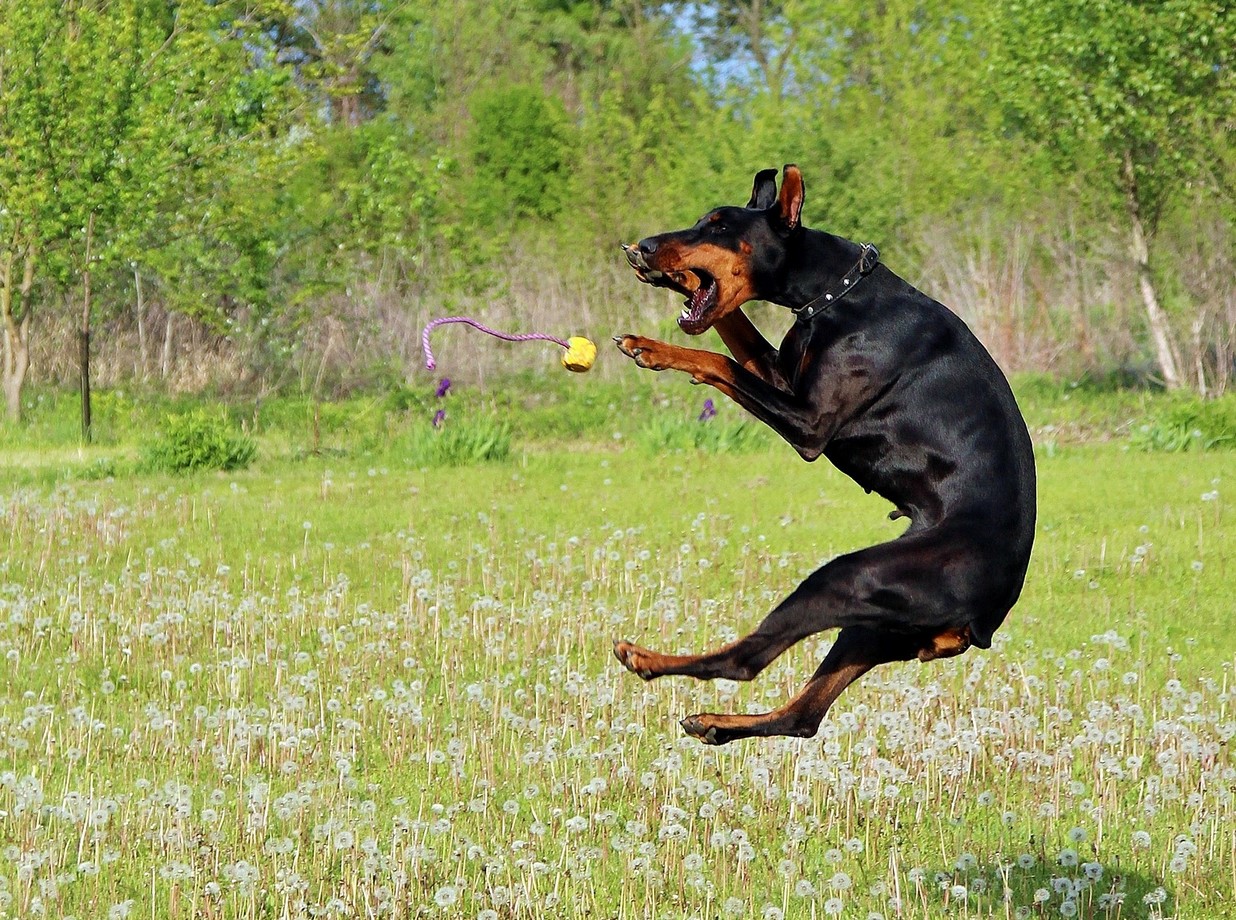 tennisbal gooien hond slecht