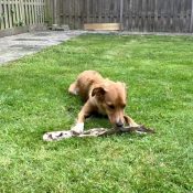 Kathaai hond gevaarlijk