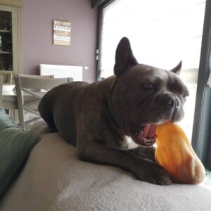 Pet Qwerks Petqwerks nylonbone nylabone sterk super stevig kauwbot grote hond kaken kluif bacon varkensoor pigear