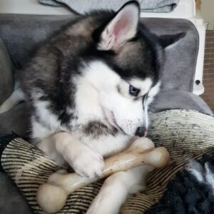 Pet Qwerks nylabone nylonbone nylonbot en dinosaurus dino bot kauwbotten kluif puppy Pomsky hond