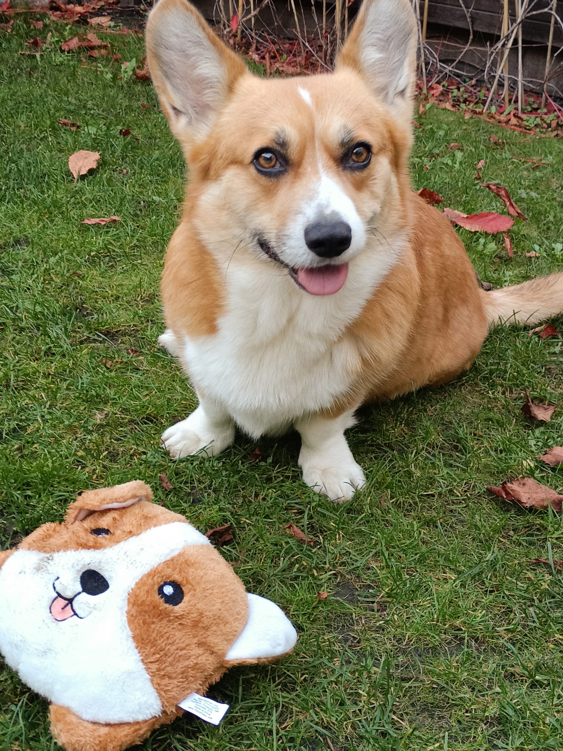 Zippypaws hondenrassen corgi voorbeeld