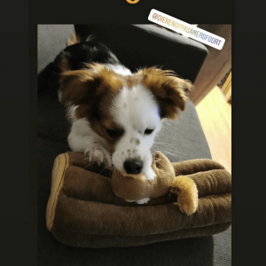 Zippy paws burrow toys