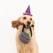 ZippyPaws Zippy Paws knuffel speelgoed Halloween bezem hoed heksenketel Costume Kit Witch hond