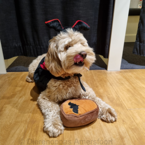 Zippypaws halloween dracula kit labradoodle