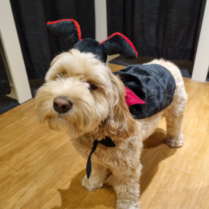 Zippypaws halloween dracula kit labradoodle ervaring