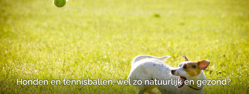 Gooien met tennisbal bij honden niet goed