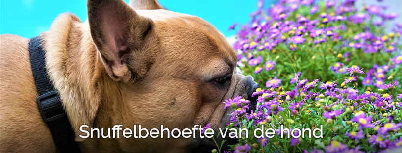 Hond veel laten snuffelen snuffelbehoefte puppy