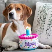 Huxley Kent Lulubelles Pawty knuffels Happy Barkday Cake verjaardagstaart taart hond beagle