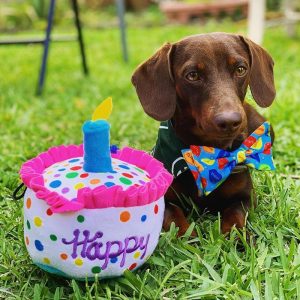 Huxley Kent Lulubelles Pawty knuffels Happy Barkday Cake verjaardagstaart taart hond teckel