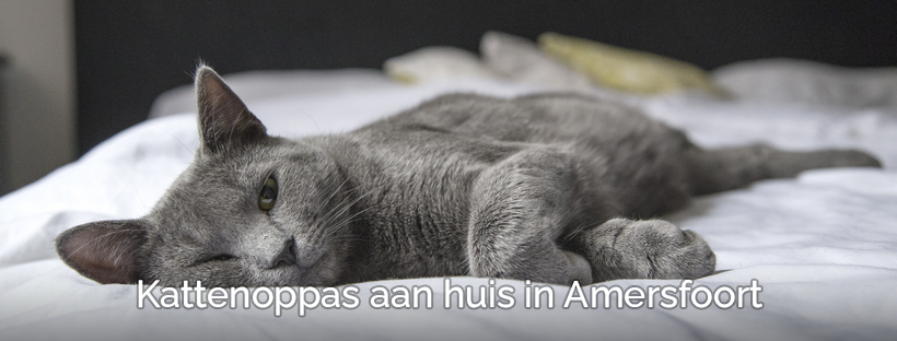 Kattenoppas dierenoppas aan huis in Amersfoort