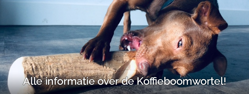 Koffiehout kauwwortel koffieboom koffiewortel koffieknook hond