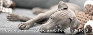 Puppy laten janken. Pup jankt, huilt of piept in bench tips verlatingsangst puppy alleen leren zijn trainen