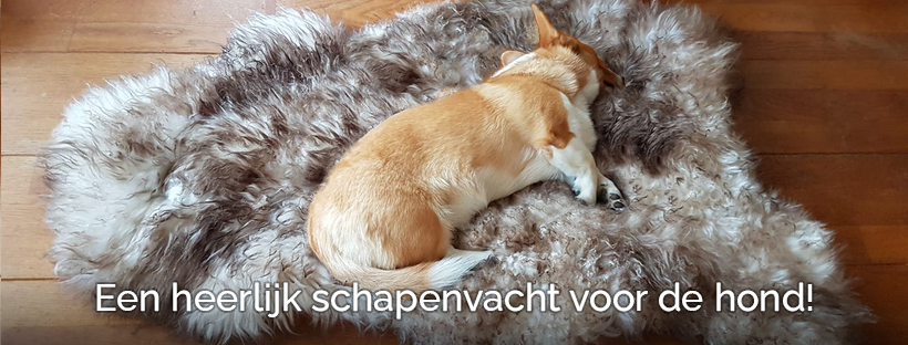 Schapenvacht vacht vachtje hond honden mouflon artrose