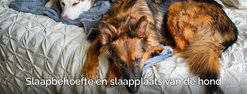 Slapen van hond wel of niet in de bench puppy janken piept