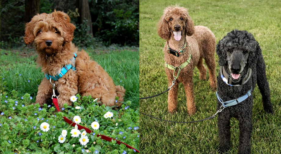 Anti-trektuig voor honden en puppy tegen trekken is een slecht idee