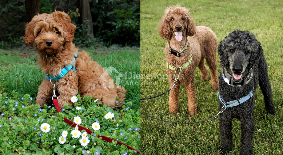 Anti-trektuig voor honden en puppy tegen trekken is een slecht idee