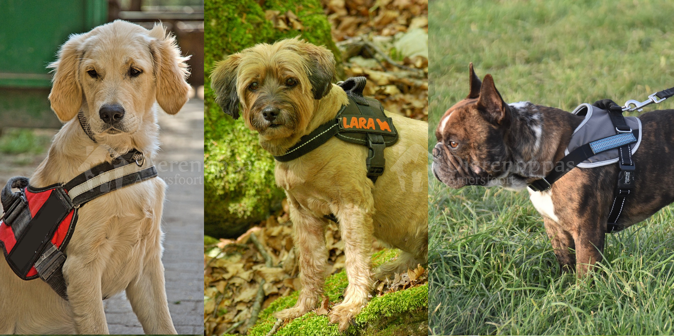 Borsttuig hond voorbeelden tuige horizontale borstband