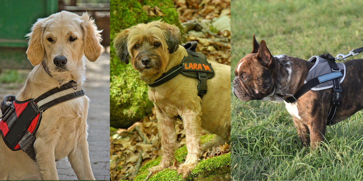 Borsttuig hond voorbeelden tuige horizontale borstband