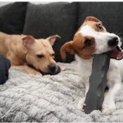 BulletProof products Indestructibones overwoestbaar speelgoed bot hond Jack russell
