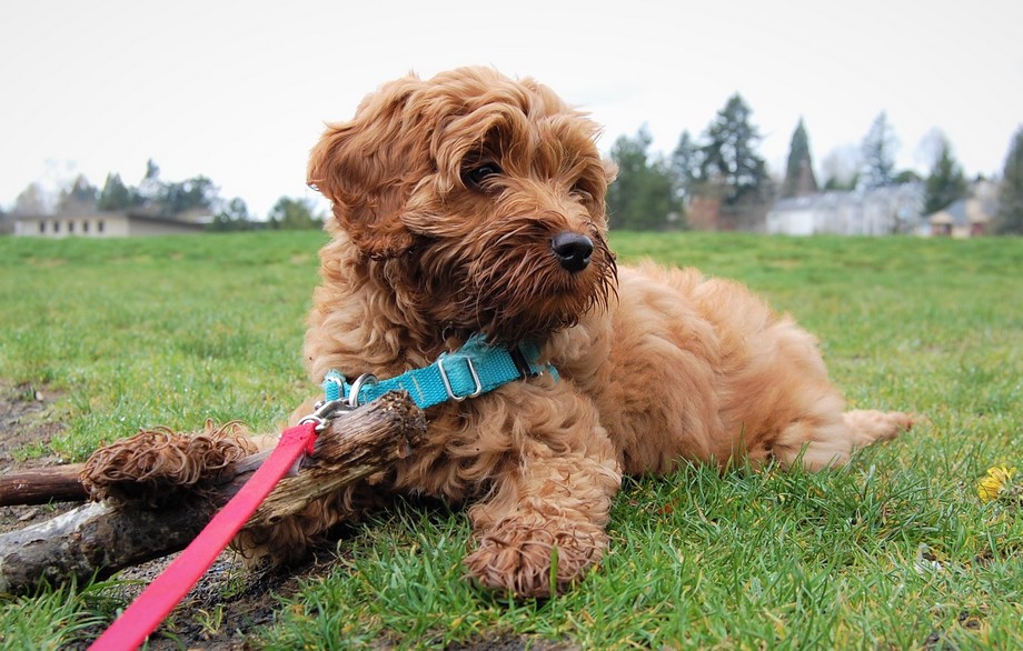 Labradoodle puppy met anti-trektuig om