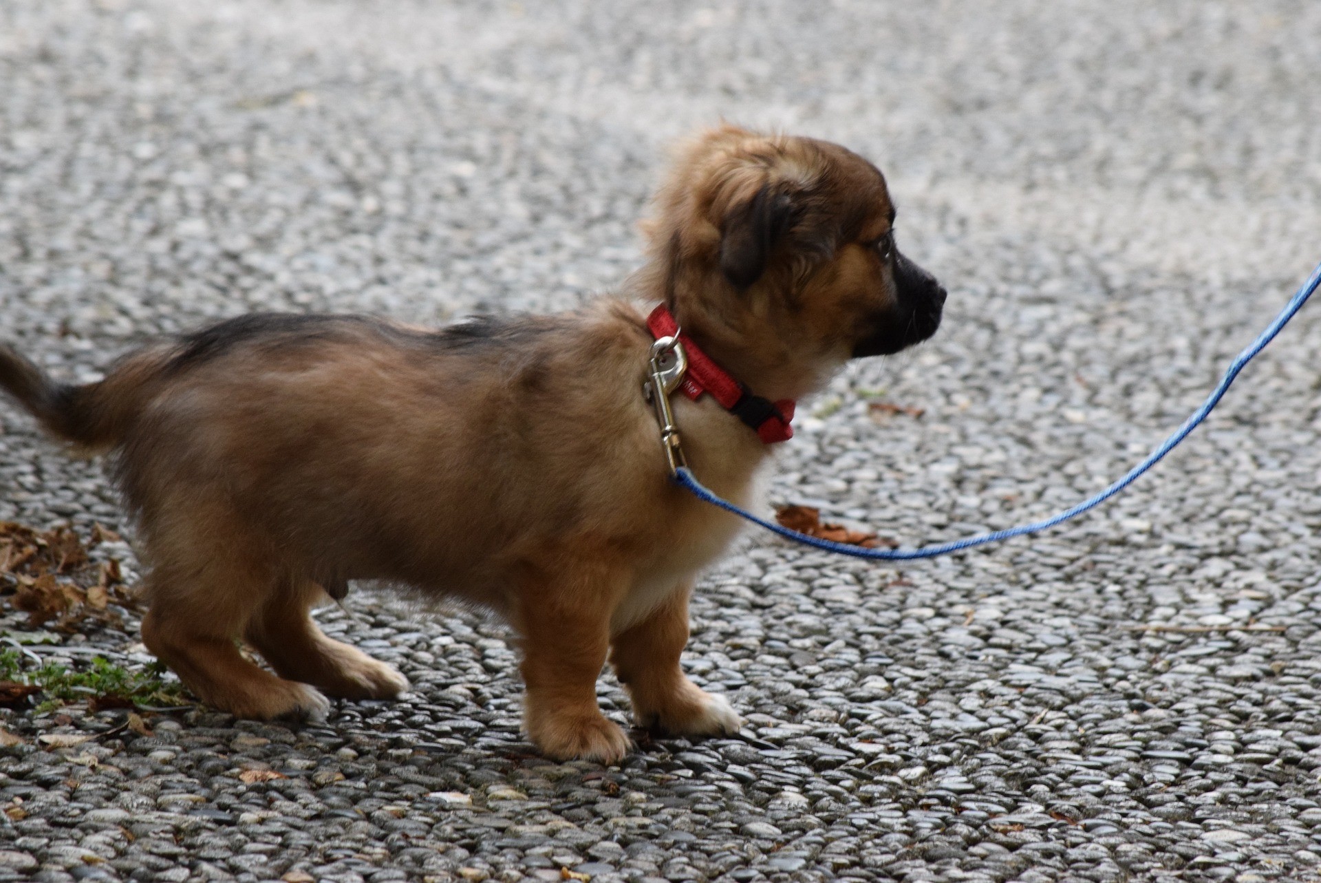 Puppy aan een dun halsbandje en riempje