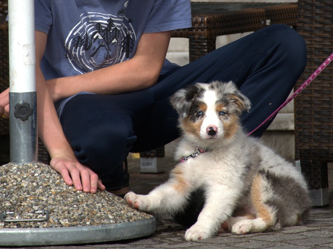 Puppy kijkt op een afstandje niet willen lopen