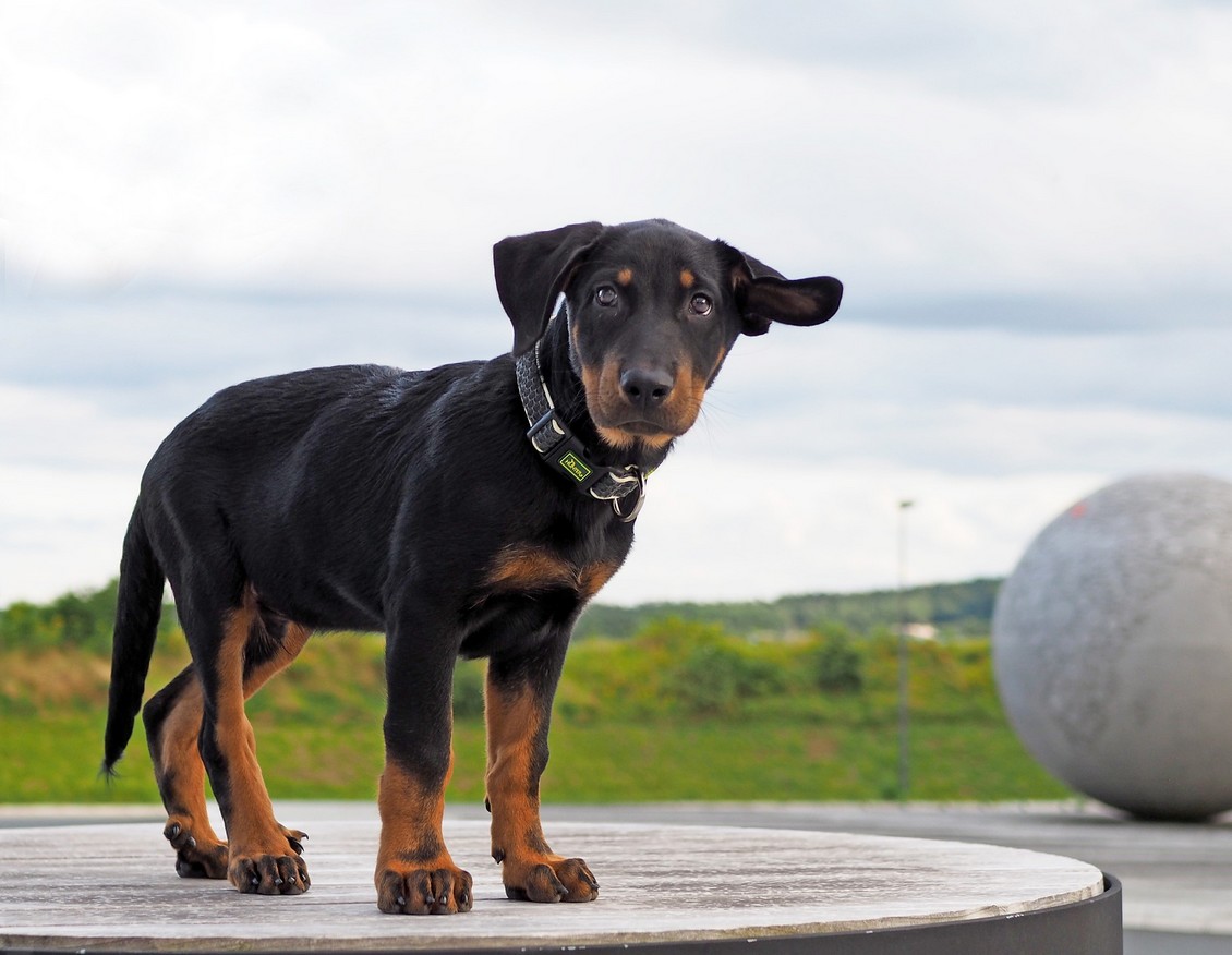 Puppy wacht af wil niet lopen