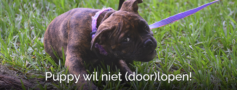 Puppy wil niet (door)lopen