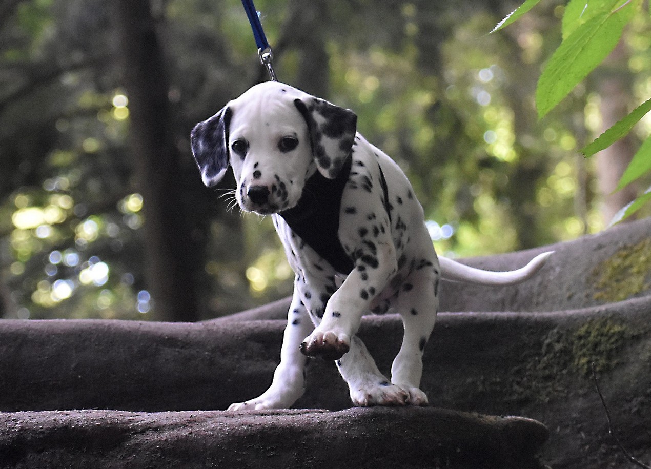 Puppy wil niet lopen wandelen