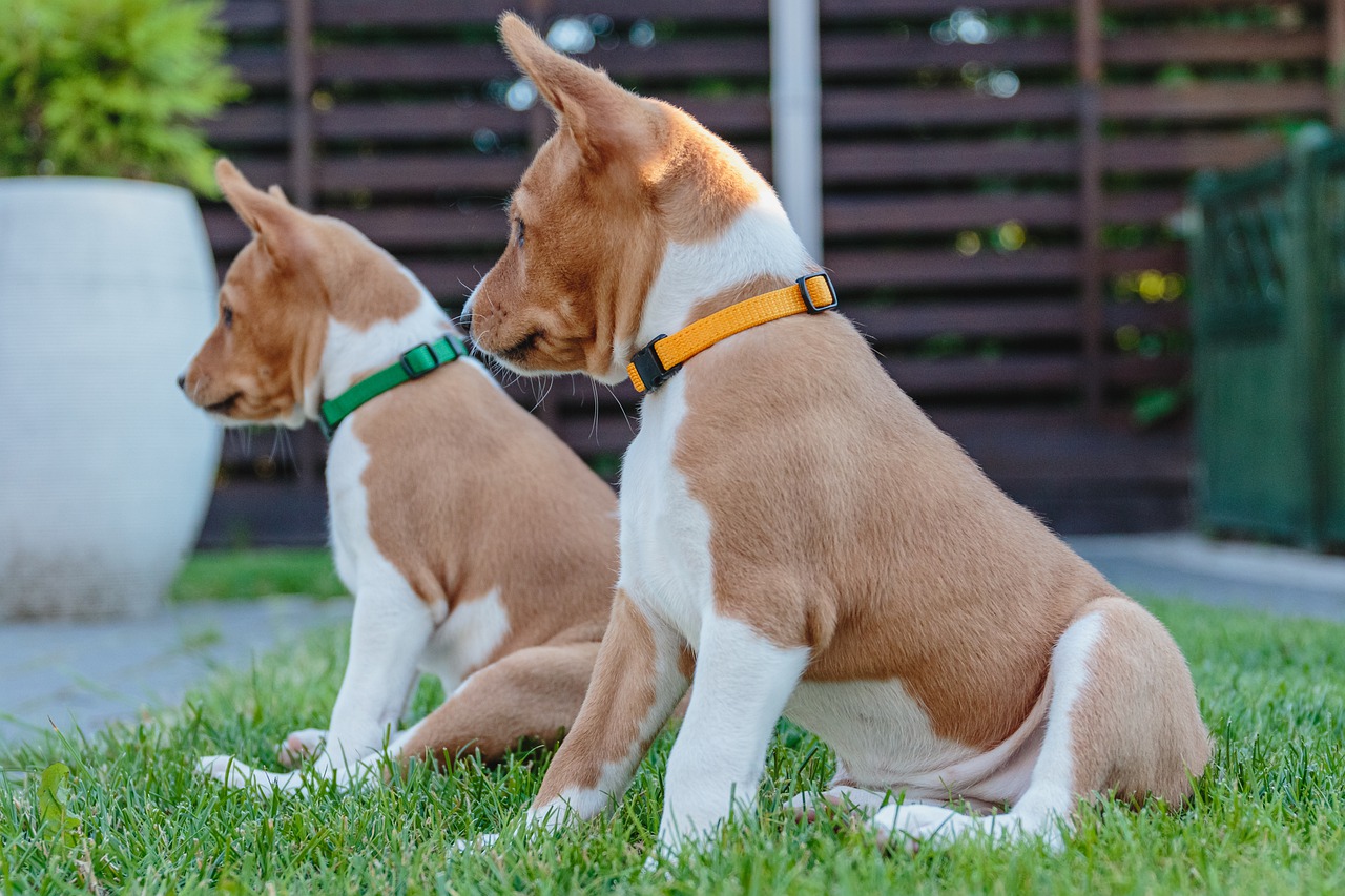 Puppy's gaan vaak zitten observeren en kijken naar iets nieuws